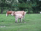 zvířata Šumavy
