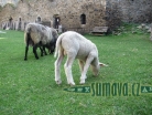 zvířata Šumavy