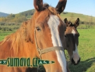 zvířata Šumavy
