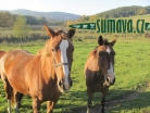 zvířata Šumavy
