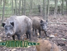 zvířata Šumavy