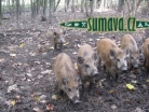 zvířata Šumavy