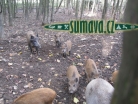 zvířata Šumavy