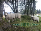 zvířata Šumavy