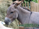zvířata Šumavy