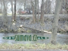 zvířata Šumavy