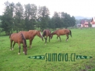 zvířata Šumavy