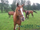 zvířata Šumavy