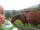 zvířata Šumavy