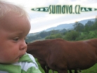 zvířata Šumavy