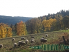 zvířata Šumavy
