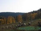 zvířata Šumavy