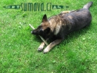 zvířata Šumavy
