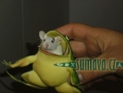 zvířata Šumavy