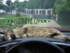 zvířata Šumavy