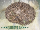 zvířata Šumavy